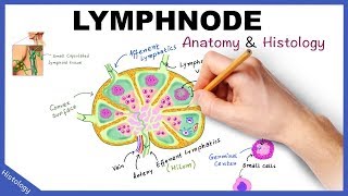 LYMPH NODE Anatomy amp Histology Simplified  Lymphatic System [upl. by Miuqaoj737]