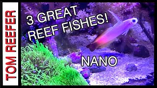 Reef Tank  3 Great Reef Fishes FOR 20 GALLON TANKS [upl. by Yolane]