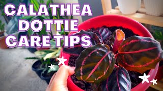 Calathea Dottie Plant Care Tips [upl. by Aicrag168]