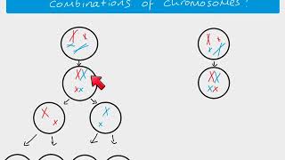 A2 Biology  Independent Assortment [upl. by Aldus]