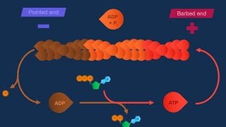 Actina e specializzazioni della membrana [upl. by Pietra]