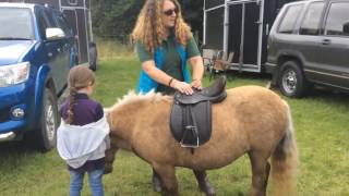 Saddle Fitting for Shetland Ponies [upl. by Minne]