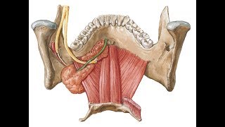 submandibular salivary gland  DR SAMEH GHAZY [upl. by Sontag]