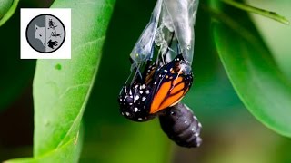 The life of Monarch Butterfly [upl. by Schick]