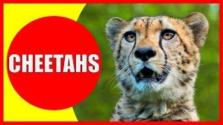 CHEETAHS FOR KIDS  Cheetah Facts Videos for Children Preschoolers and Kindergarten [upl. by Celine]