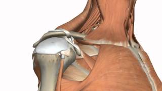 Shoulder Joint  Glenohumeral Joint  3D Anatomy Tutorial [upl. by Leirbma]