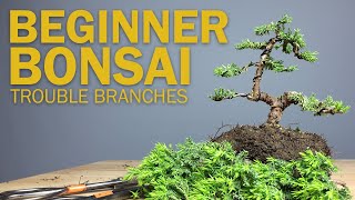 Beginner Bonsai Styling  Choosing Branches to Cut [upl. by Niledam]