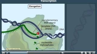 Transcription Animation [upl. by Fay485]