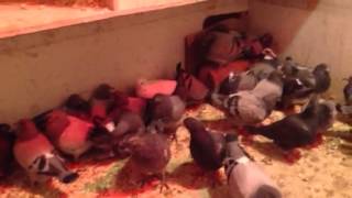 Teaching Baby Pigeons to Eat [upl. by Ebner]