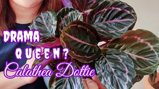 Calathea Dottie  Complete Care Tips [upl. by Ratib]