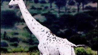 White Giraffes Nature Documentary [upl. by Hymen572]