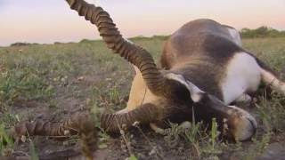 Blackbuck Antelope [upl. by Egbert620]