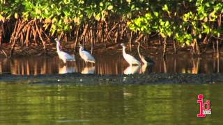 Caroni Swamp and Bird Sanctuary Trinidad and Tobago [upl. by Coleen]