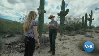 Saguaros Arizonas Iconic Cacti [upl. by Aneret]