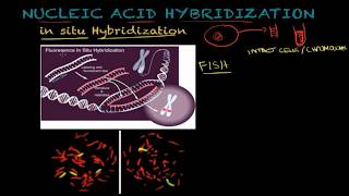 Nucleic acid hybridization molecular hybridization  Molecular and cellular biology tutorial [upl. by Aivan]