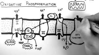 Cellular Respiration 5  Oxidative Phosphorylation [upl. by Halueb]