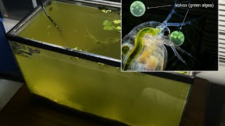 Raising Daphnia for the Freshwater Aquarium [upl. by Pufahl]