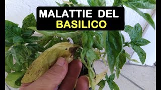 LE MALATTIE DEL BASILICO [upl. by Taimi448]