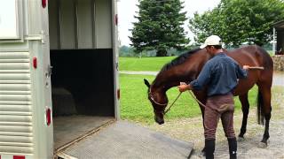 How to Load a Horse On a Trailer [upl. by Nnyladnarb]