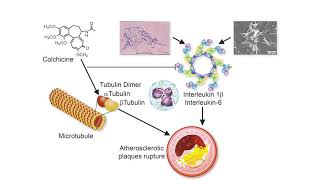 Colchicine [upl. by Nwahsir]