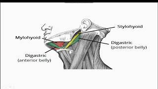 Submandibular Region Lecture  Submandibular Gland Submandibular Ganglion Sublingual Gland [upl. by Yelda]