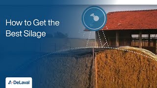 Good Practices for Silage Production  How to Get the Best Silage  DeLaval [upl. by Enyawd35]