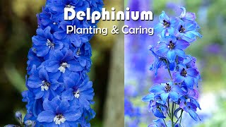 How To Grow Delphiniums Flowers  Delphiniums Planting amp Caring [upl. by Aix923]