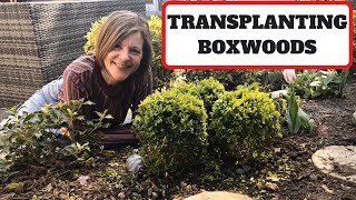 Transplanting Boxwoods Buxus [upl. by Brause]