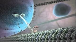 The Inner Life of the Cell Animation [upl. by Tabb]