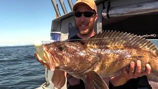 Lingcod Fishing in Southeast Alaska [upl. by Stranger247]