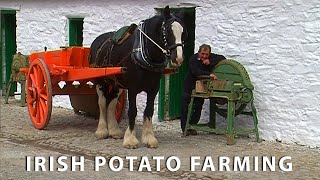 Vintage Potato Farming in Ireland Documentary [upl. by Dirfliw]