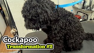 Cockapoo GROOMING Transformation 2 [upl. by Stich]