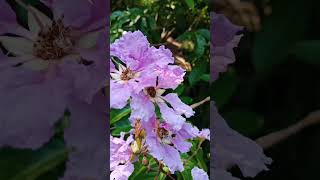 Lagerstroemia indica flowers [upl. by Notla394]