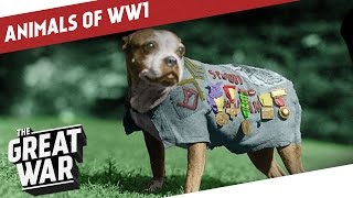 Companions In The Trenches  Animals of World War 1 [upl. by Jazmin]