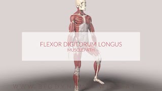 Flexor Digitorum Longus Musclepath 3d Animation [upl. by Batruk455]