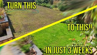 HOW TO FIX YOUR PATCHY LAWN IN JUST 3 WEEKS [upl. by Seldon444]