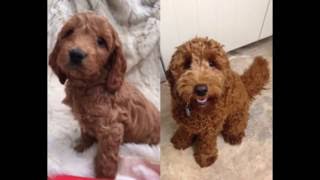 FUDGE the Cockapoo BIRTH to ONE YEAR [upl. by Max298]