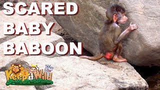 Scared Baby Baboon [upl. by Onida]