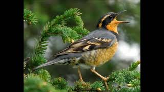 varied thrush sound singing [upl. by Kelsy]