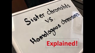 Homologous Chromosomes vs Sister Chromatids Explained [upl. by Ahseenyt]