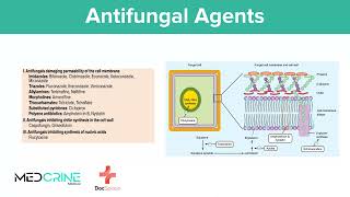 Antifungal Drugs pharmacology simplified [upl. by Aneetsyrk]