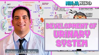 Embryology  Development of the Urinary System [upl. by Elleynod]