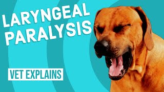 Laryngeal Paralysis in Dogs [upl. by Tades]