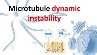 Dynamic instability of microtubule [upl. by Davin38]