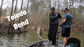 Toledo Bend Bass Fishing  Spawn is in Full Swing Early March Fun [upl. by Francene]