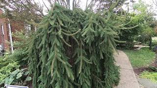 HOW TO Trim a Weeping Norway Spruce [upl. by Bramwell284]