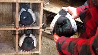 modena pigeon breeders  Fancy Pigeon Farm  domestic pigeon [upl. by Nivrad]