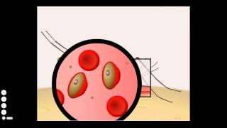 Malaria Life Cycle [upl. by Philpot771]