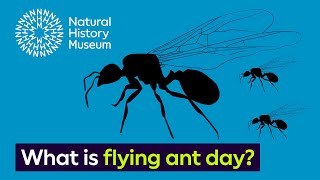 What is flying ant day  Surprising Science [upl. by Barret265]