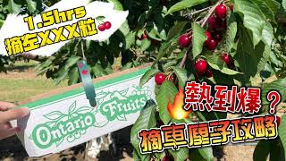 【摘車厘子攻略】｜15小時摘🍒XXX粒～親子活動！｜加拿大好去處👨‍🌾～ 移民加拿大 加拿大介紹 親子活動 加拿大好去處 [upl. by Ynneb]